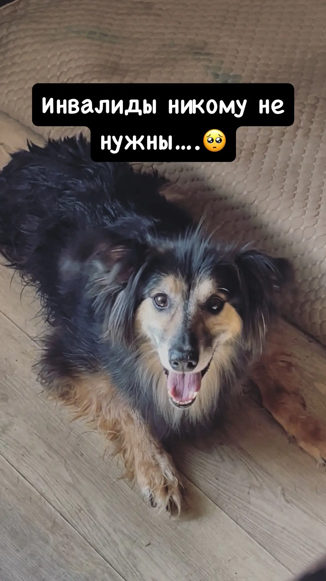 🆘Инвалидам нужен корм …🥺