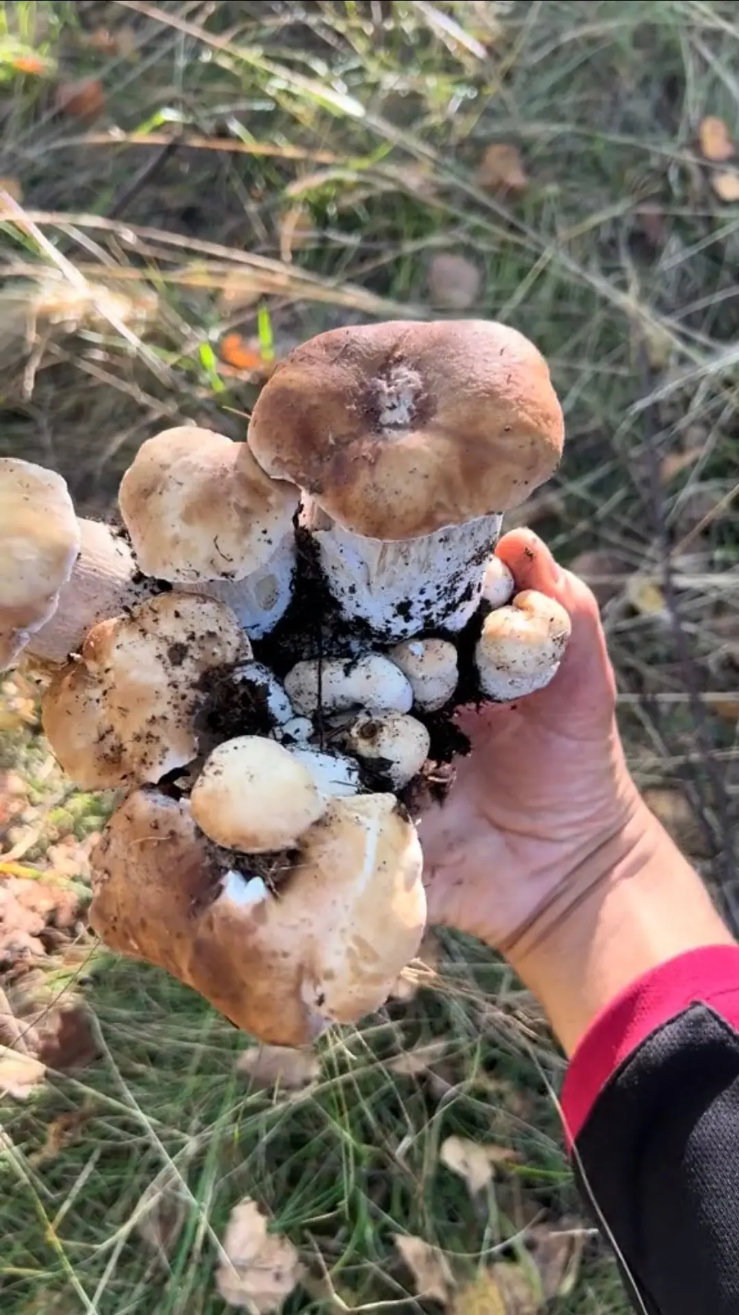 🍄‍🟫🌲 Тихая охота 2026 год. 23 июня.