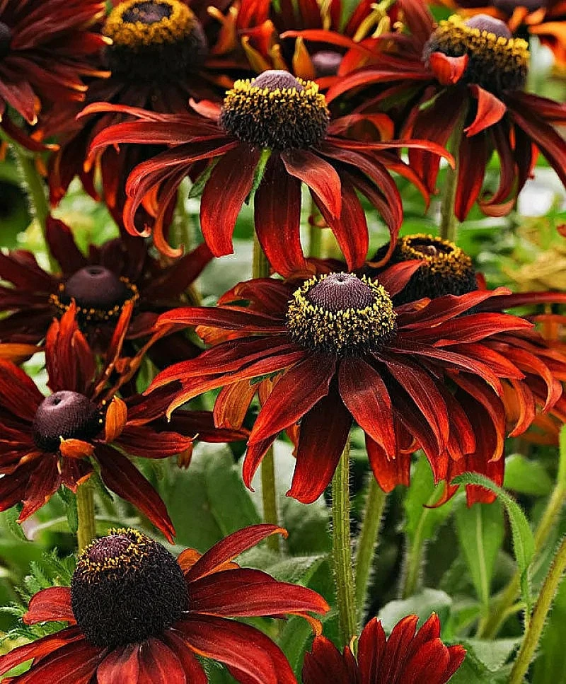 Рудбекия волосистая «Морено» (Rudbeckia hirta 'Moreno') 🌼