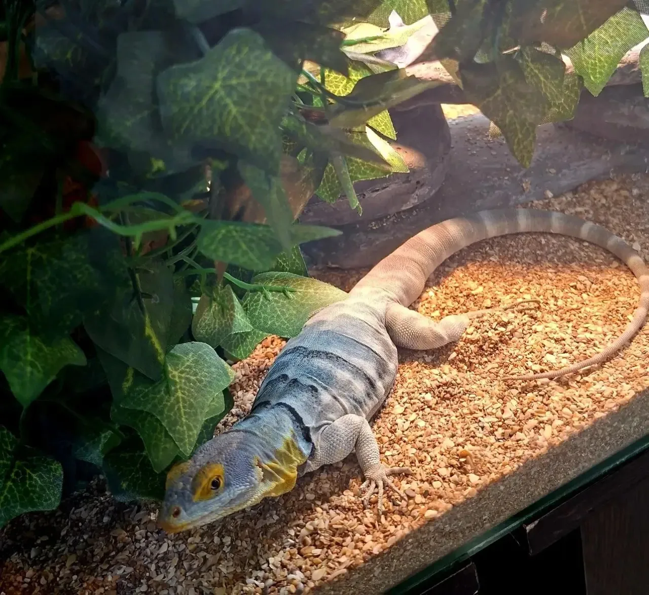 🐊 Трогательные рептилии🦎   Сегодня ребята 4Г класса познакомились с удивительными обитателями террар