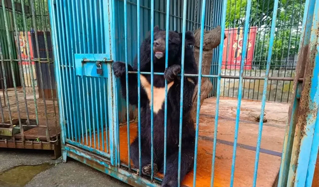 Женщина, пострадавшая от медведя в Уссурийске, находится в реанимации