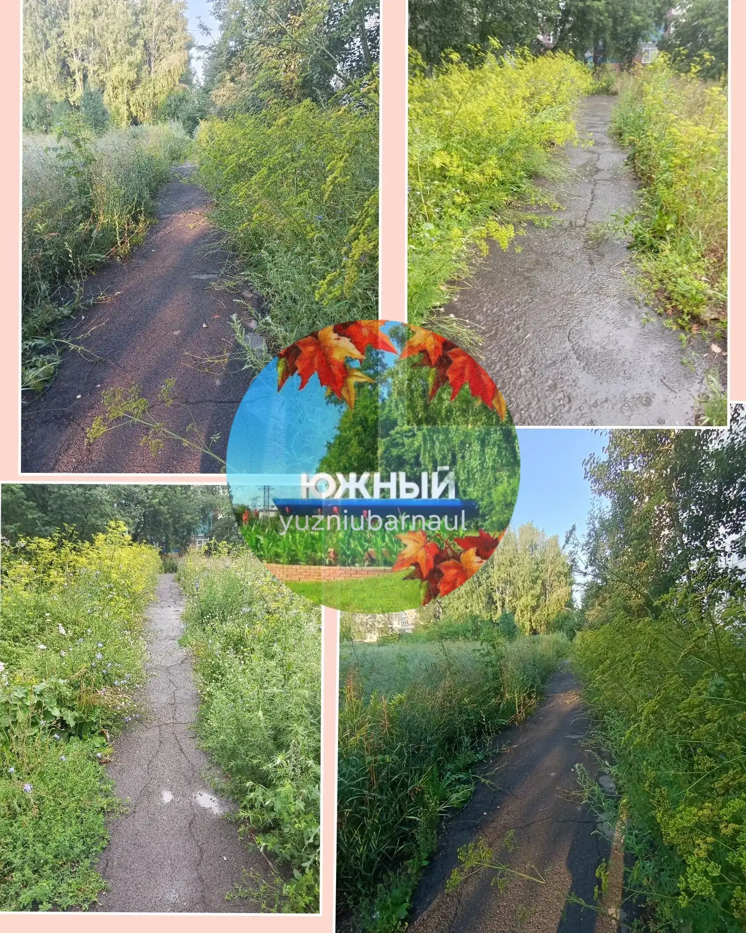 Здравствуйте, опубликуйте пожалуйста.
Уже не возможно ходить, тем более после дождя, вся трава завал