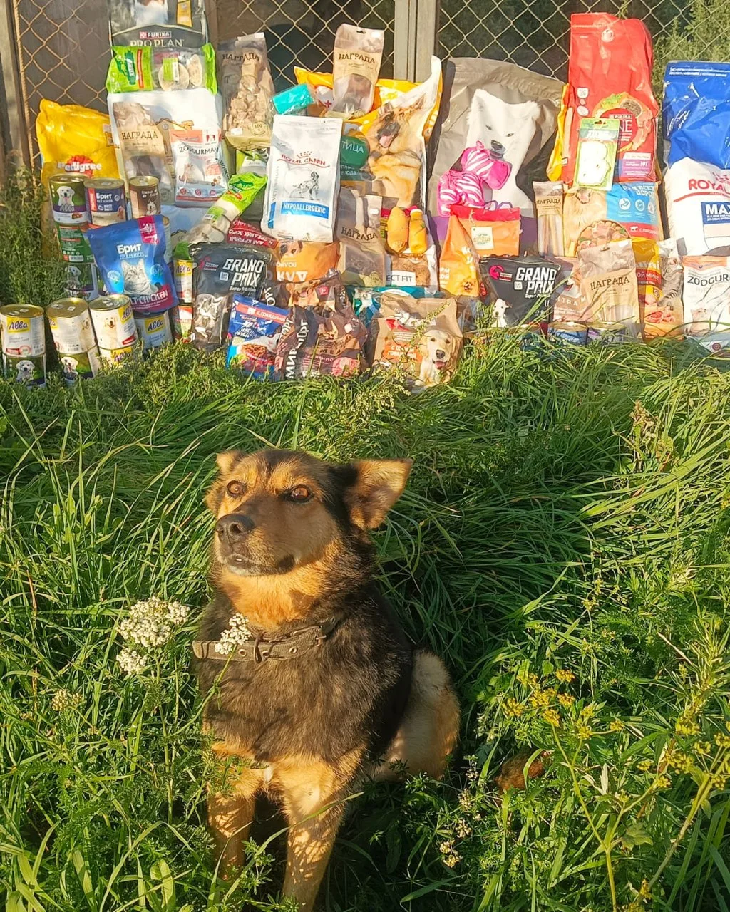 А вот и итоги августовской акции «Не ищи друзей, стань другом» 🐾