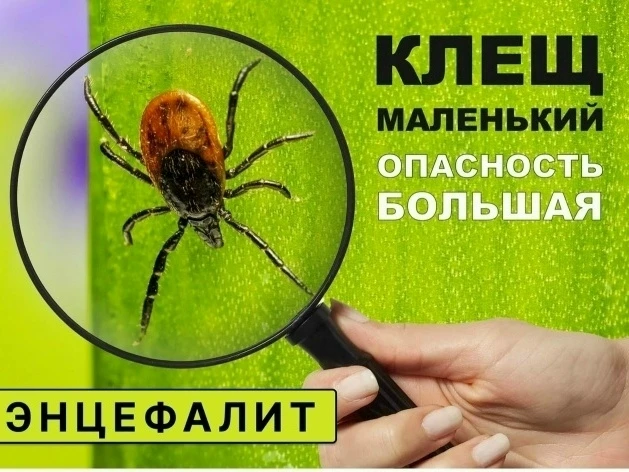 Энцефалитный клещ — крошечный, но крайне опасный переносчик вируса, который может вызва...