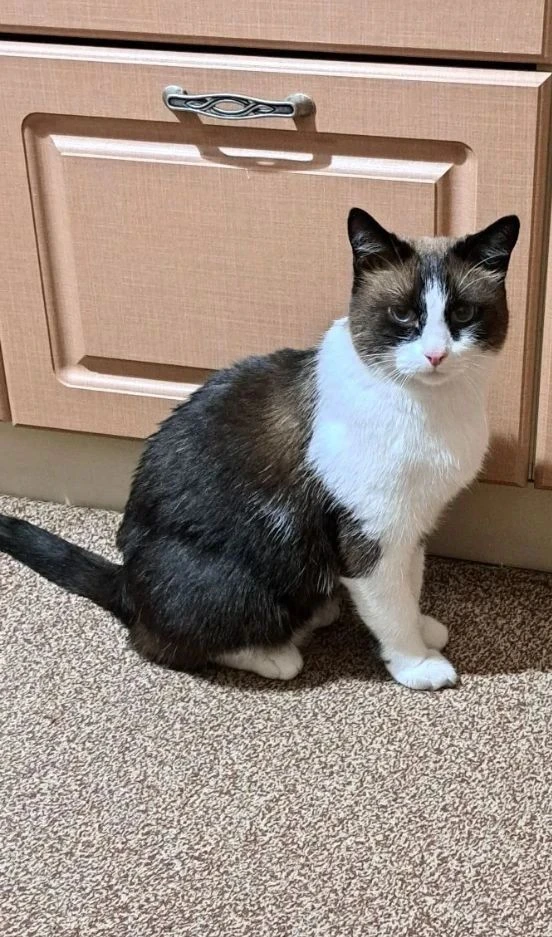 Мой котик феликс.