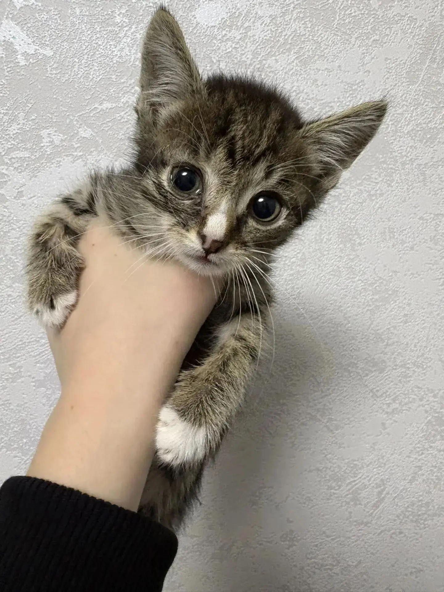 Котята 2 мес, мальчики , в добрые руки. 
89269407015 .