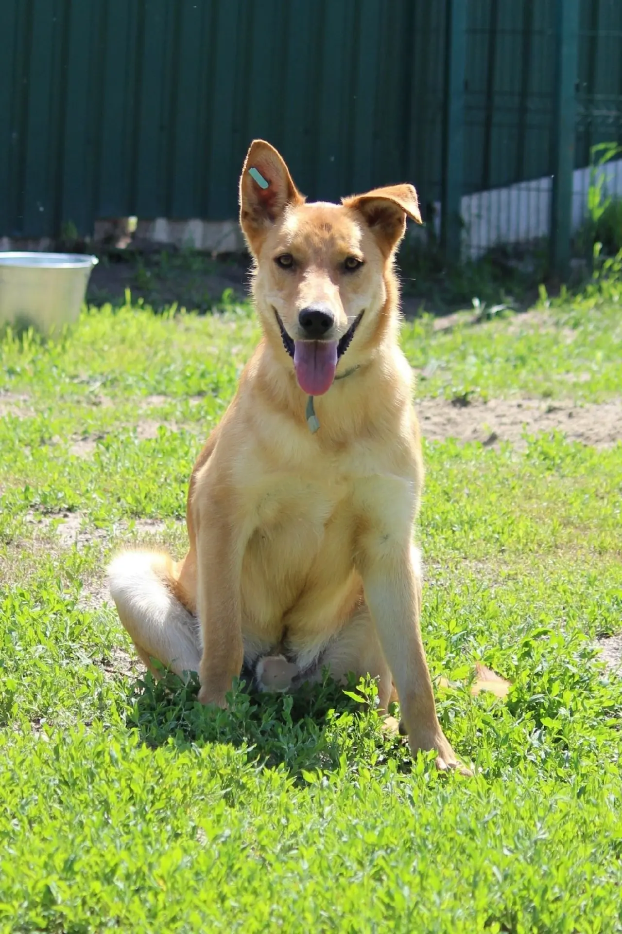 Всем привет, хвостатые 🐕 и бесхвостые 🧒!