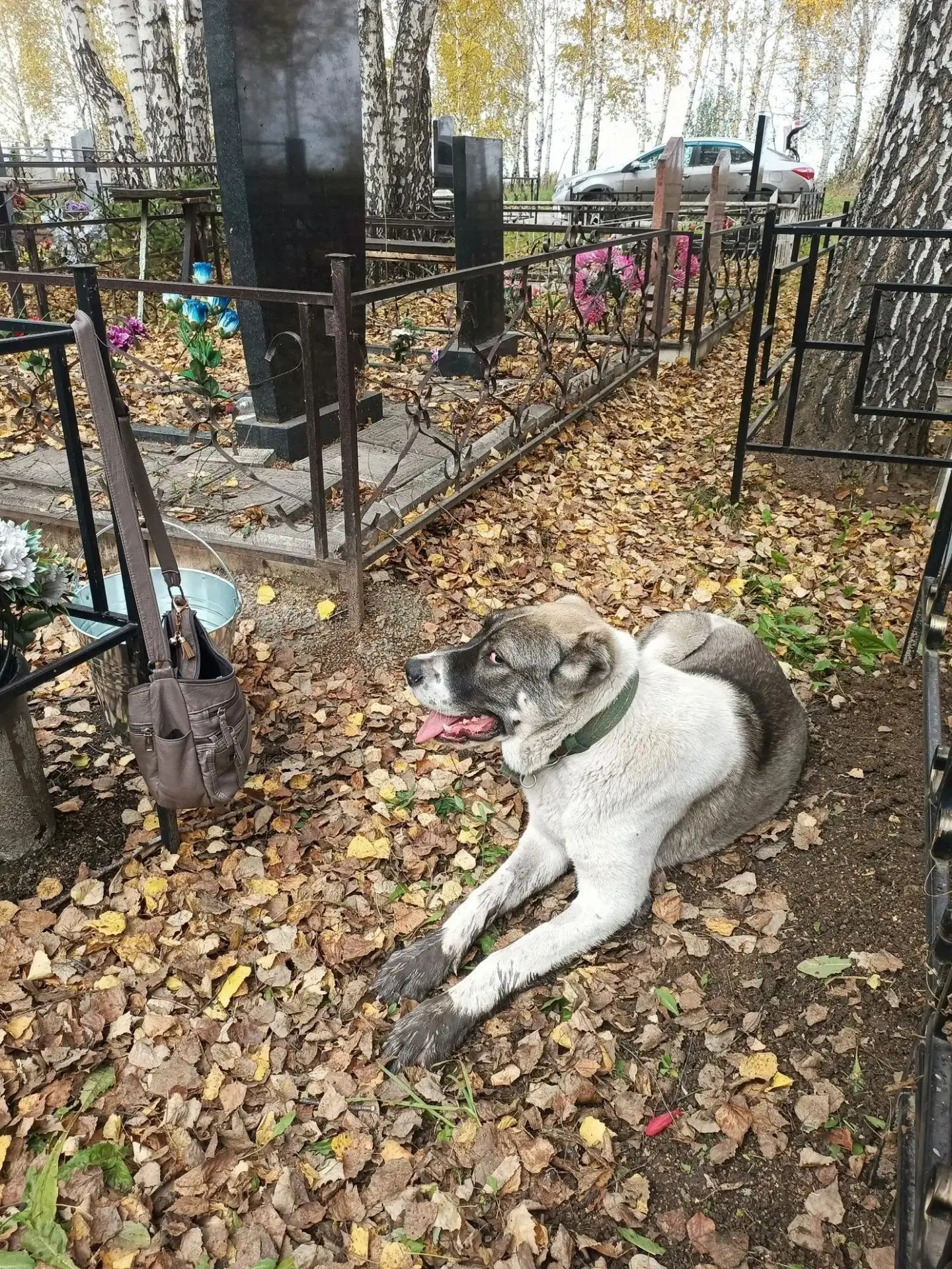 🐕 В Полысаево ищут владельца пса в ошейнике