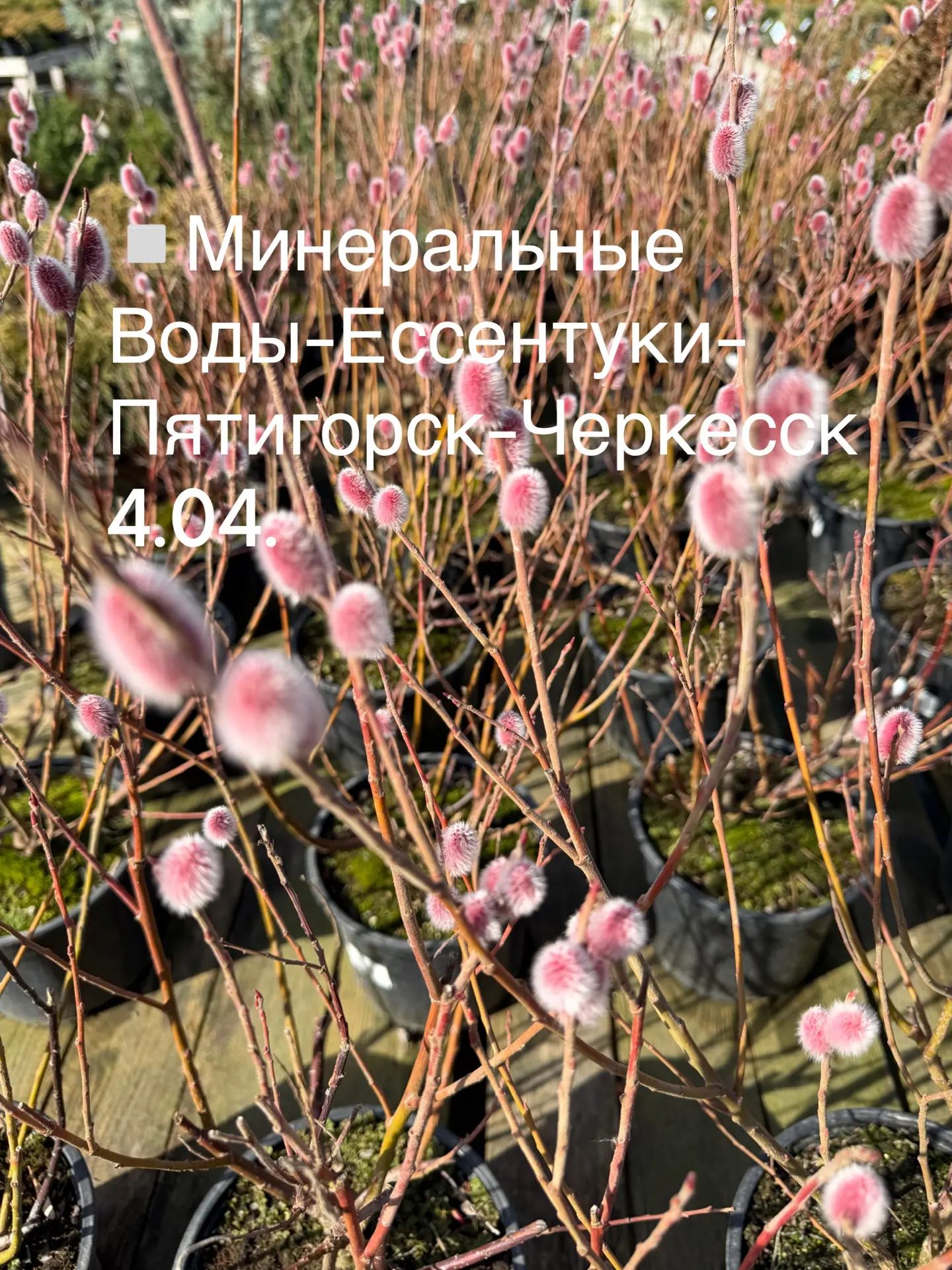 Весенние доставки от питомника «Летний сад»! 🌷Вы их очень ждали!   Вот он момент настал: заказывайте