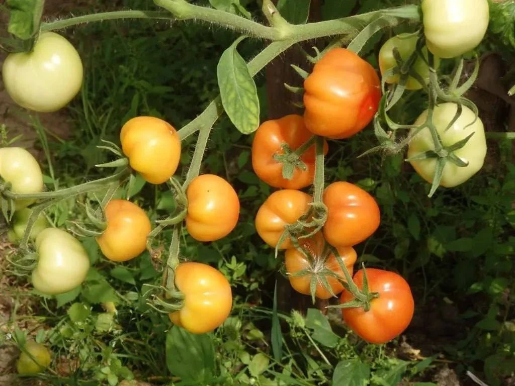 🍅 Подкормка томатов в июле

Необходимы те удобрения, где присутствуют калий и фосфор в допустимой к