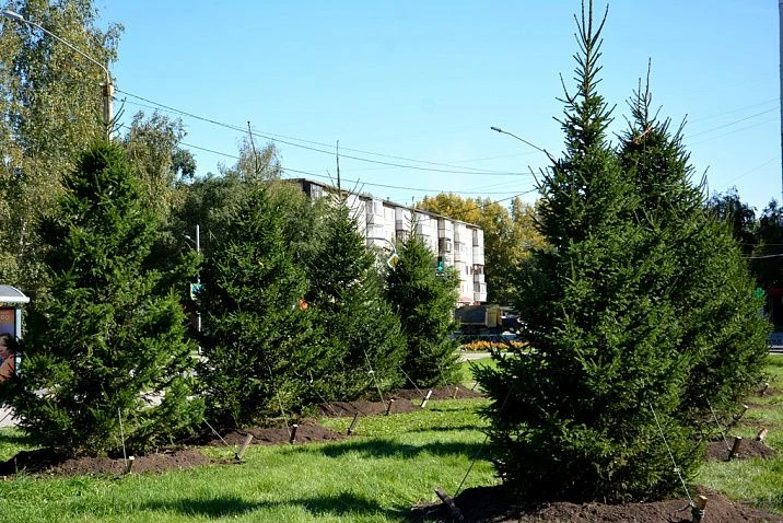 В Барнауле в рамках осенней кампании высадят почти тысячу деревьев