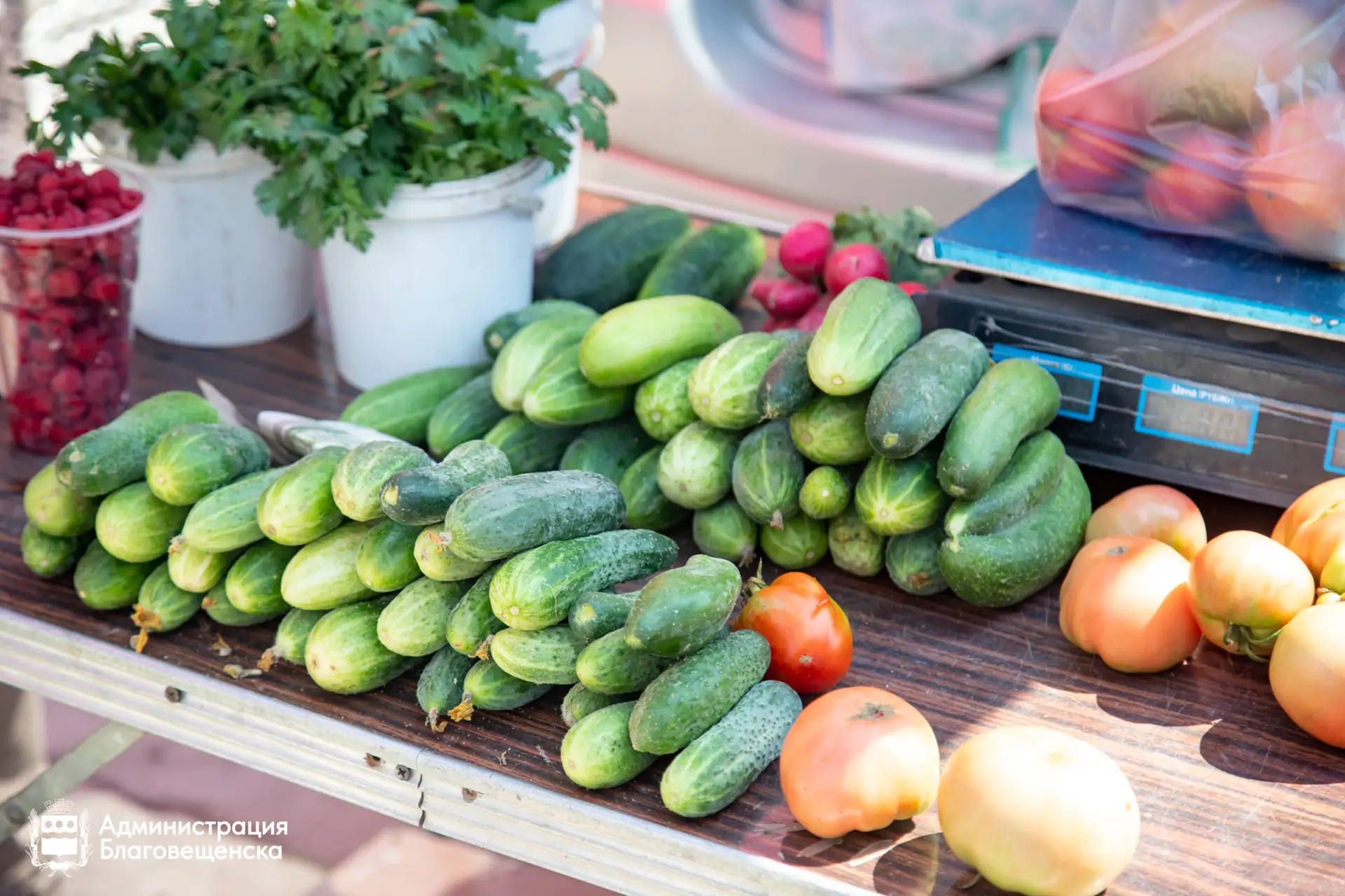 🥒 90% продавцов предложили покупателям свежие овощи на первой в этом году Ярмарке выходного дня на 