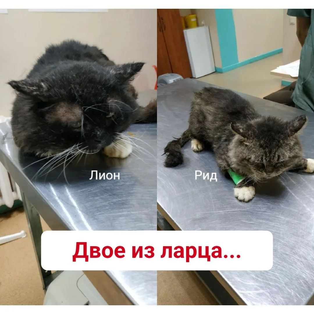 Двое из ларца