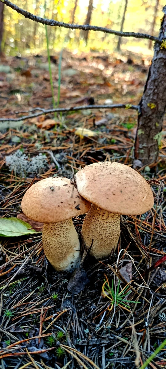 Подборка осенних находок от Эллы Зиновьевой 📸😍