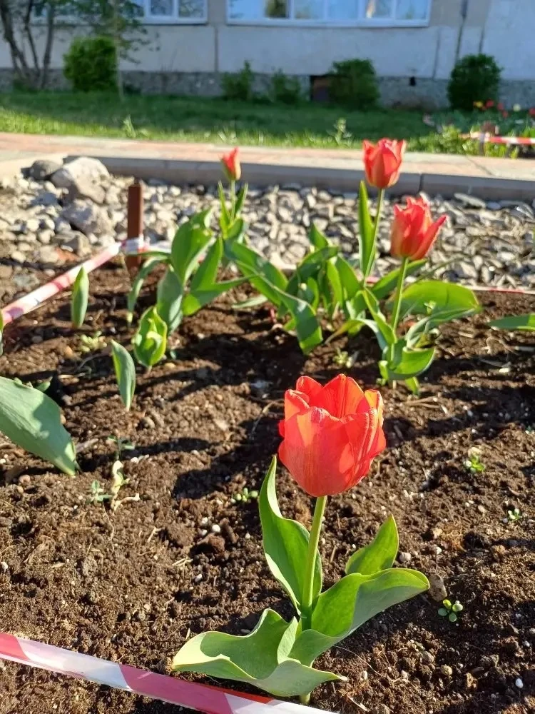 🌷 Подарок от школьной агролаборатории: цветущая память о великом подвиге  В этот великий день — 9 Ма