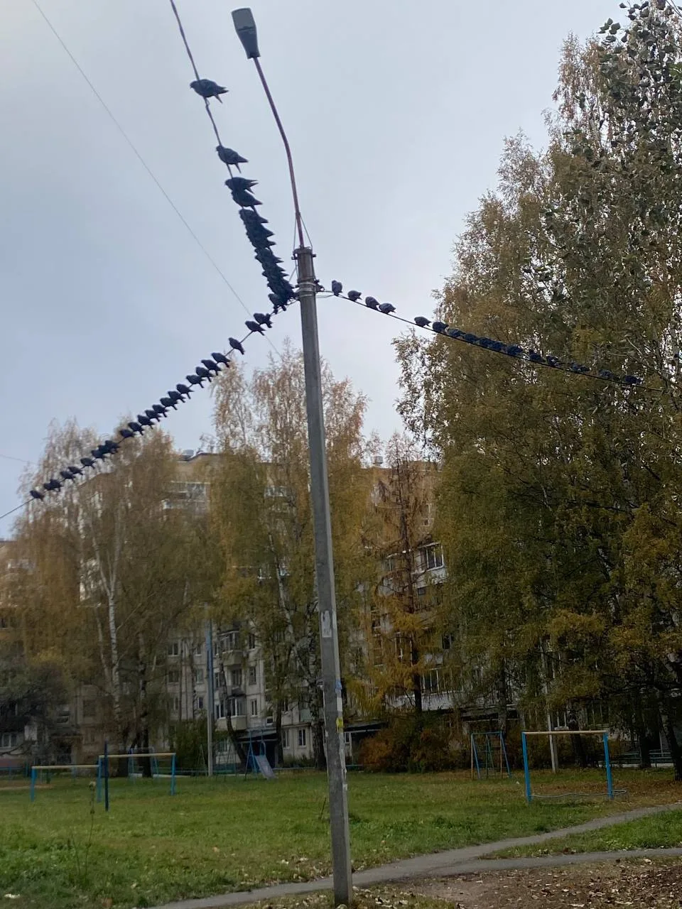 Сходка голубей на Буммаше
