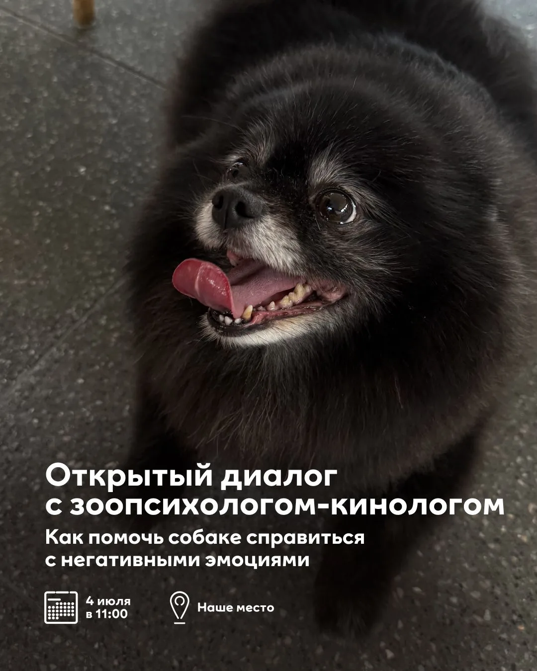 Записываемся на ТЯВ-рапию 🐶