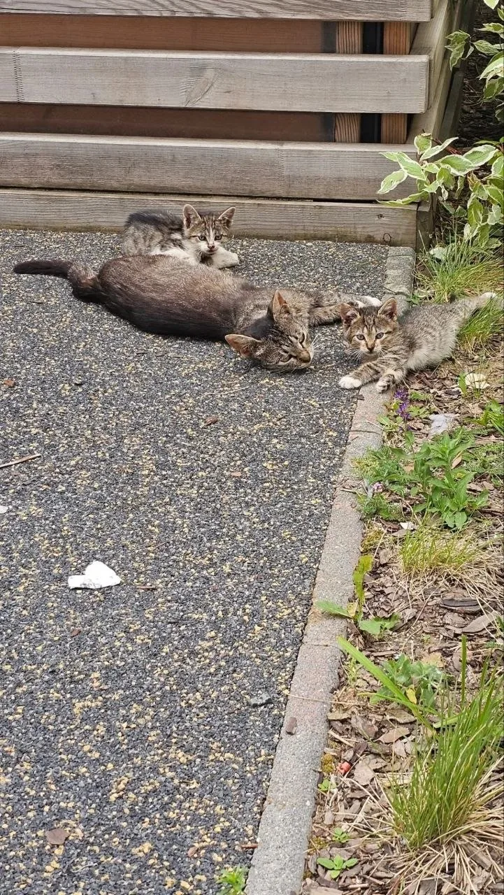 🆘Нужна помощь котятам