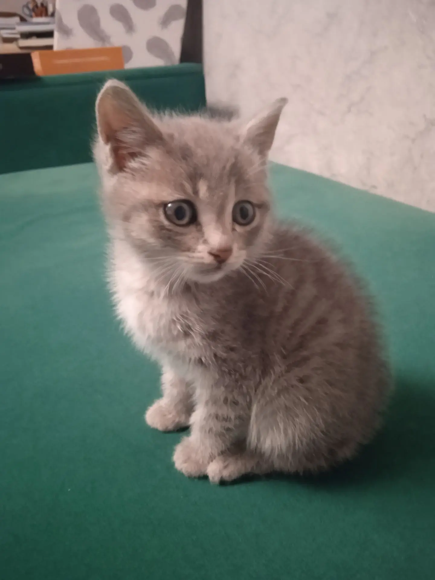 Отдам котенка в хорошие руки мальчик, в лоточек ходит кушает самостоятельно 89235591017