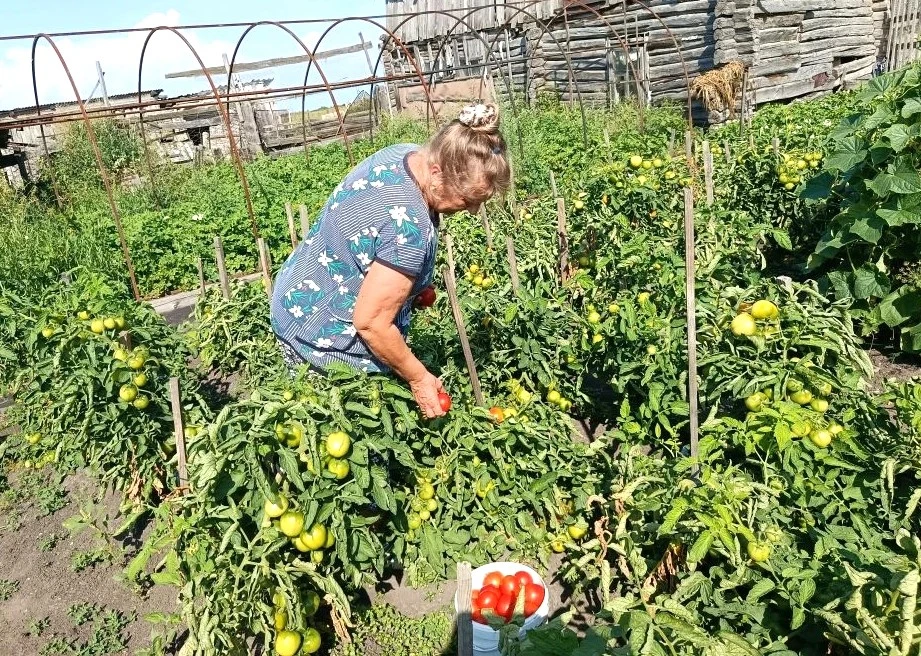 🍅 СТАРТ ДАН! ПОСПЕЛИ ТОМАТЫ – ЗАКРУЧИВАЕМ СЕЗОН ВИТАМИНОВ 🌞