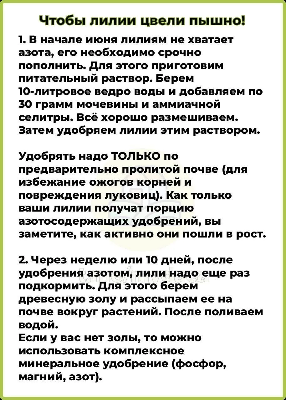 Чтобы лилии цвели пышно: секреты подкормки 🌸🌿