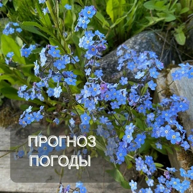 Прогноз погоды по Архангельской области на выходные дни и следующую неделю.