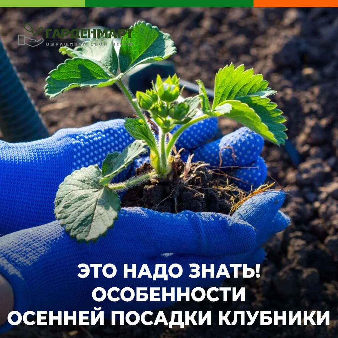 🍓 Осенняя посадка клубники: почему это лучше, чем ждать весны