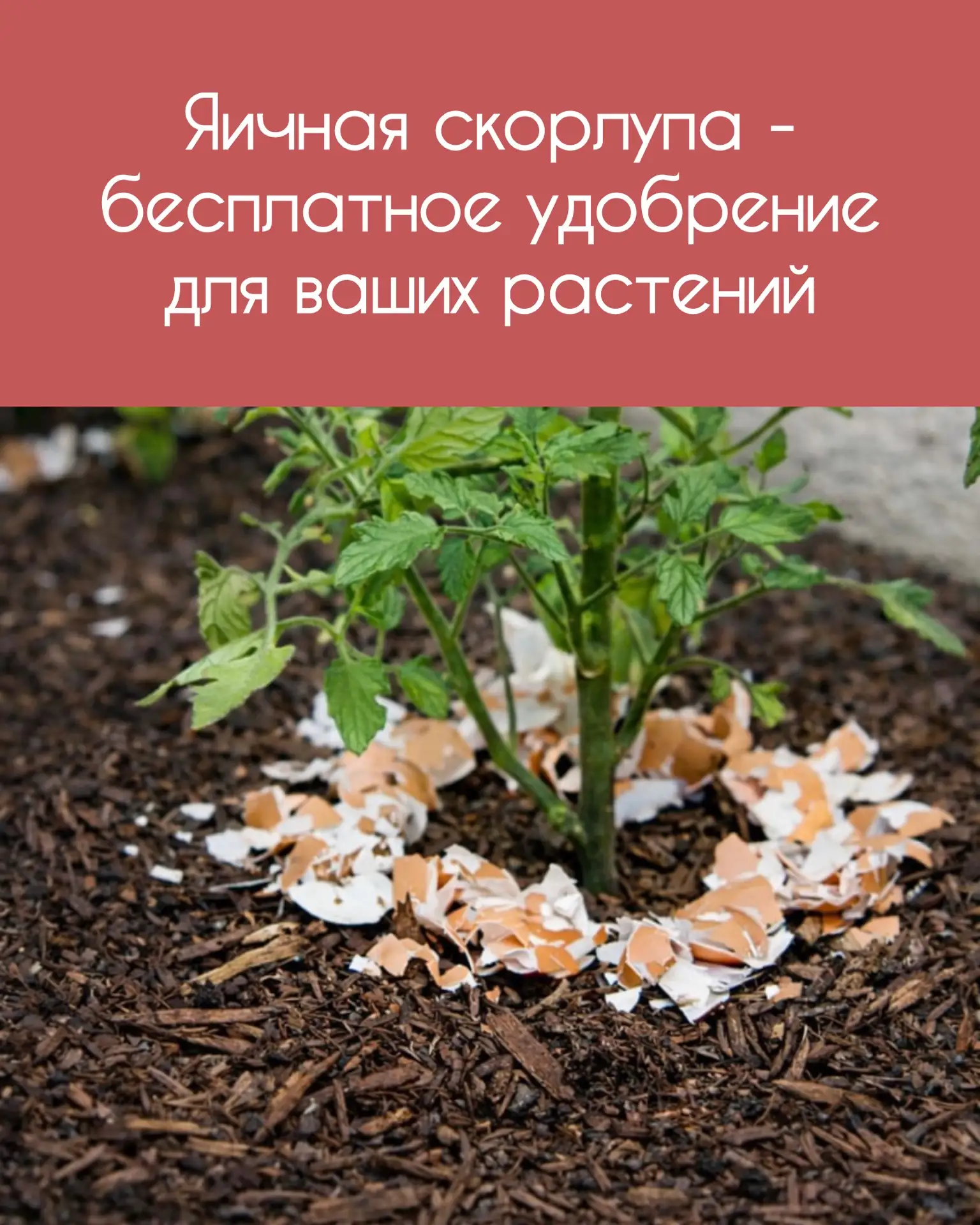 ▌ Яичная скорлупа — бесплатное удобрение для ваших растений