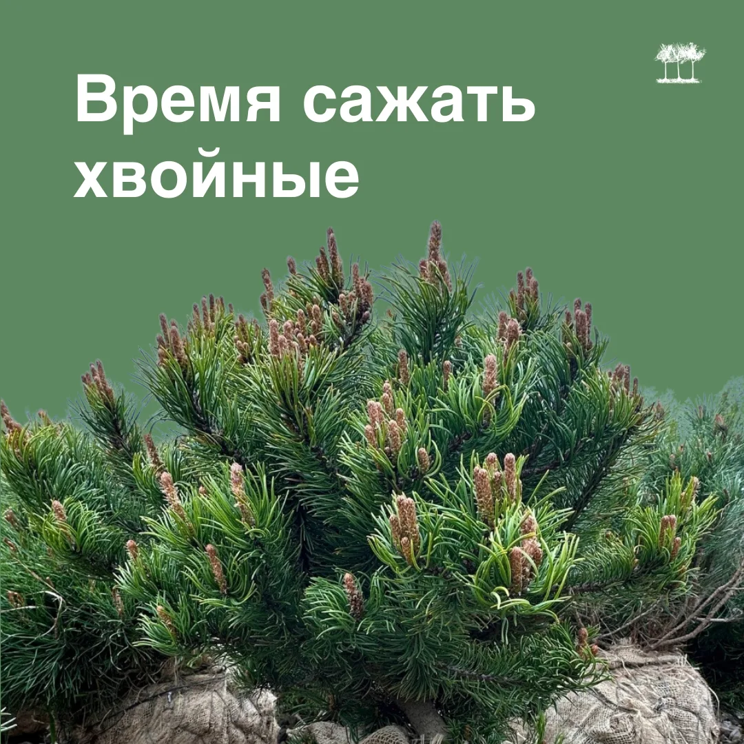 В середине августа начало сезона выкопки  хвойных из грунта.
