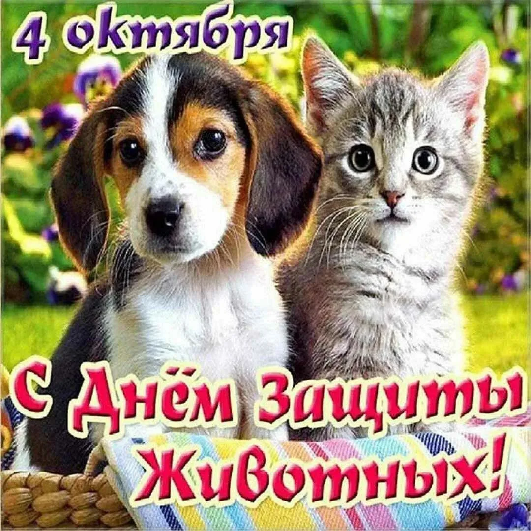 В рамках Дня защиты животных, давайте устроим акцию «Фотография с питомцем»! 🐕🤗🐈