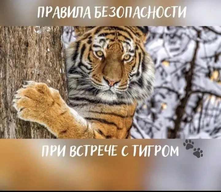 К Международному дню тигра Городская библиотека филиал N 3 , для читателей , провела эк...