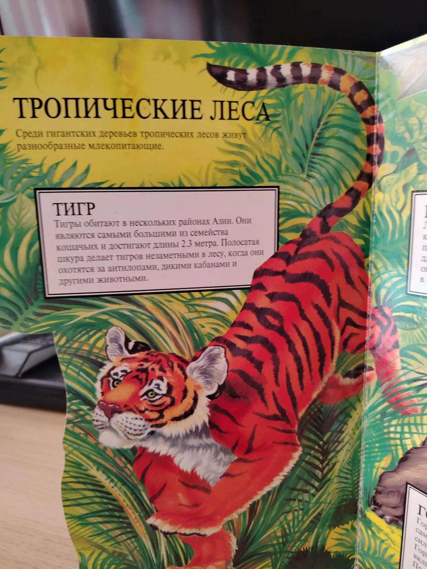 29 августа отмечается Международный День тигра! Сегодня во второй младшей группе "Подсо...