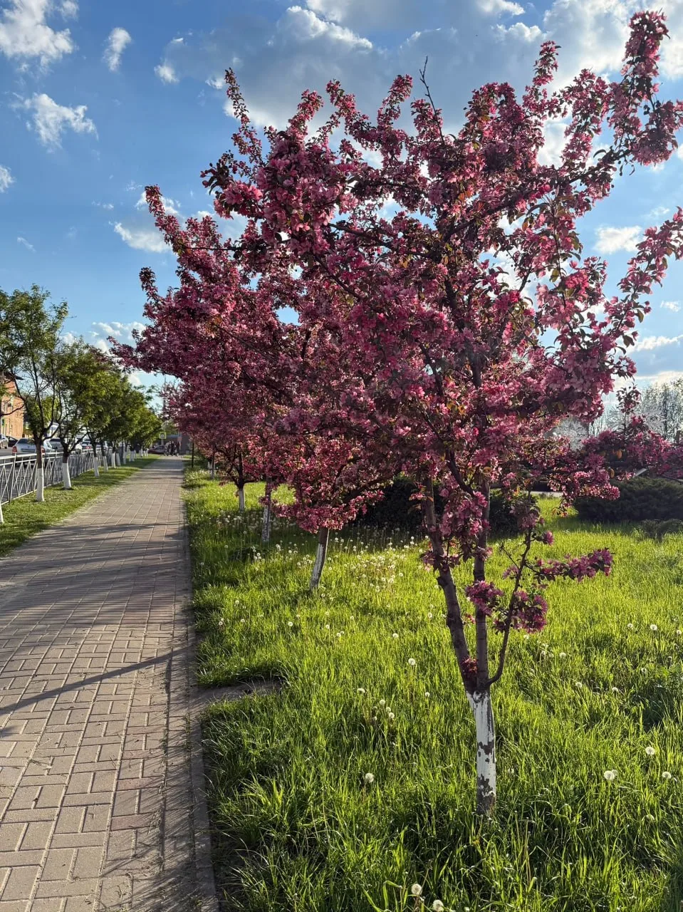 Май. Губкин утопает в цветах 🌺
