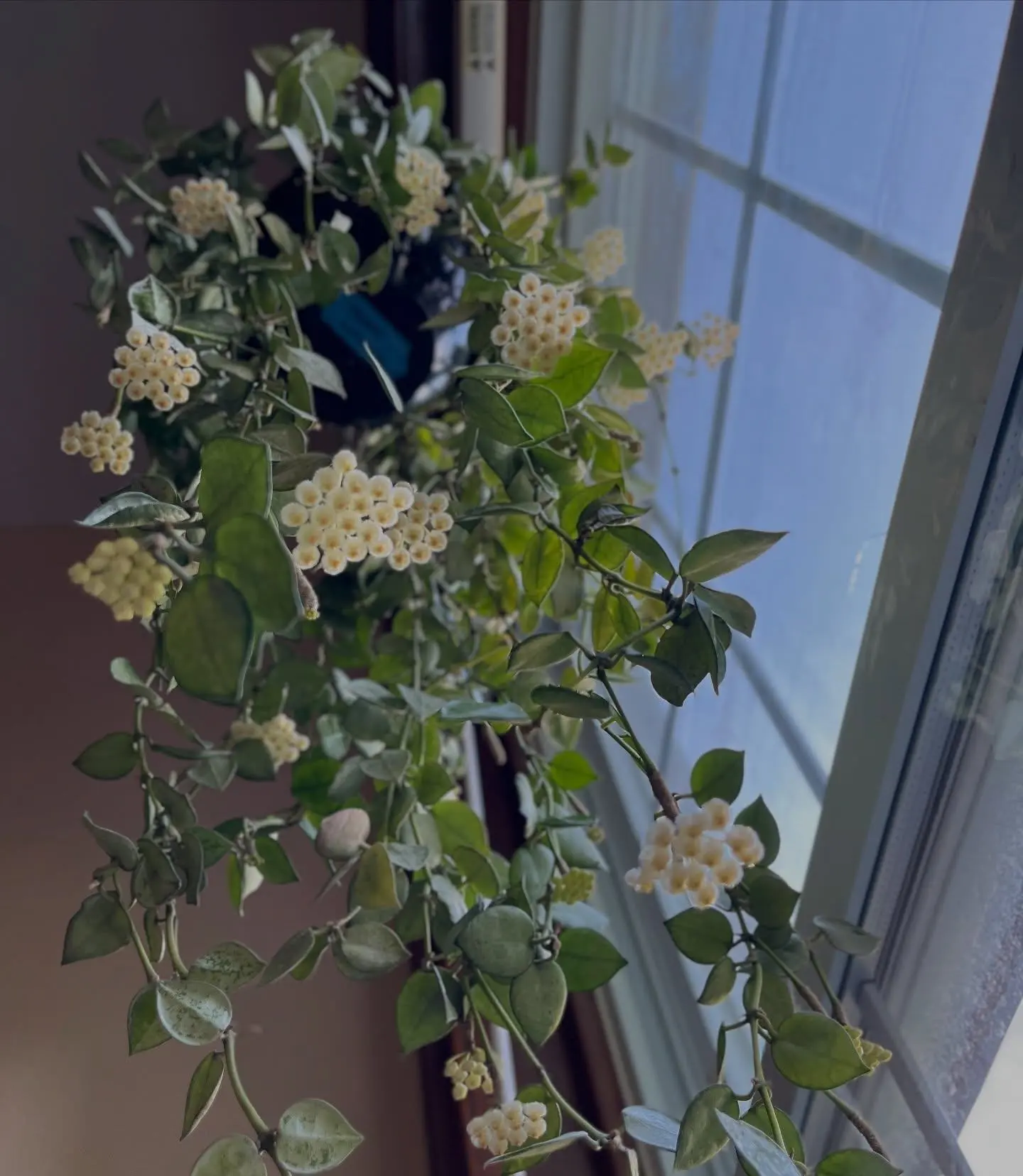 🌸 Хойя лакуноза ❤️