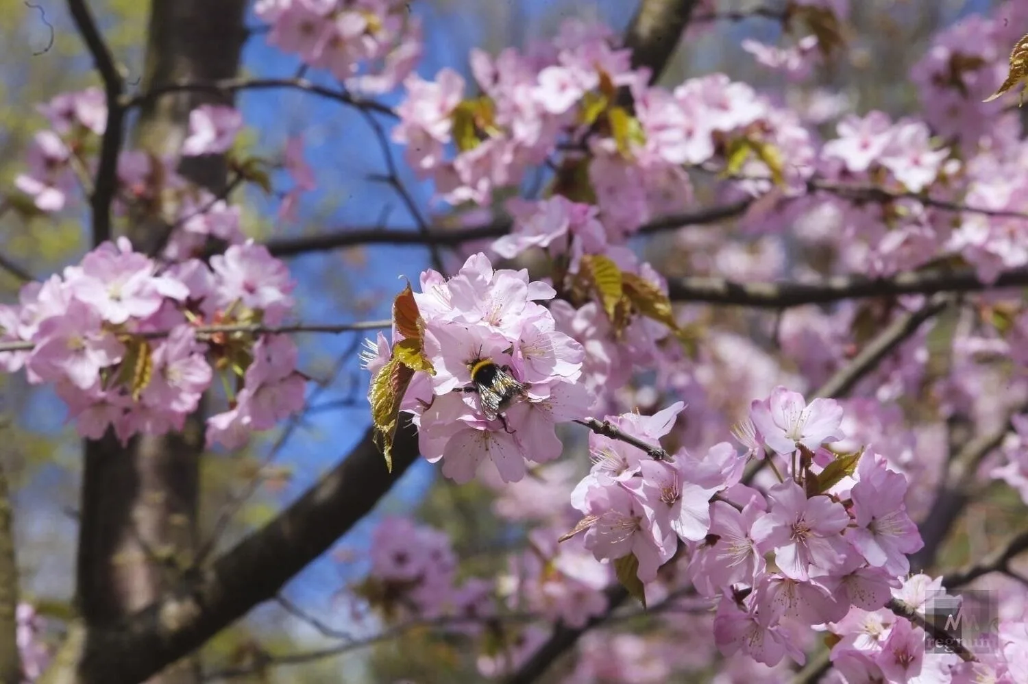 🌸 Фестиваль, который бывате только один раз в году! Идем на «Цветущую сакуру» в Бирюлёвском дендроп