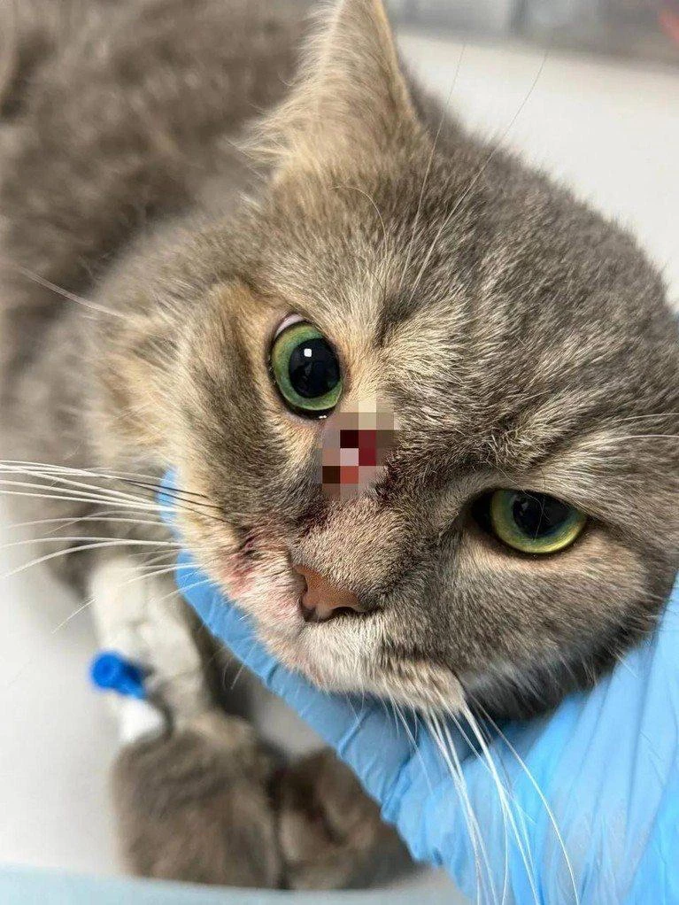 Кота по кличке Серый с необычным ранением спасли в Самаре. Он с 1 августа ходил с дроти...