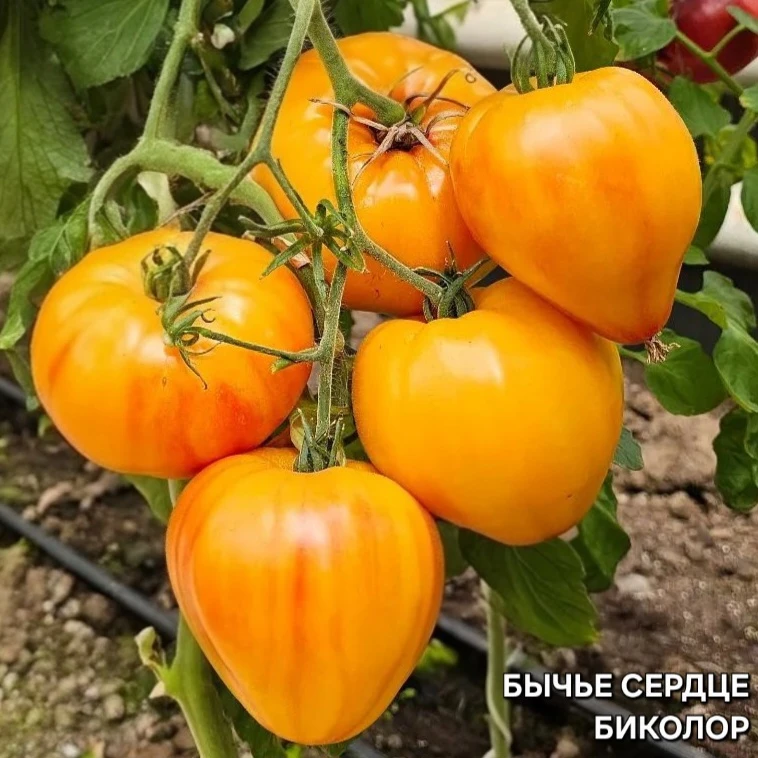 Они поражают воображение и покоряют с первого кусочка! 😍
