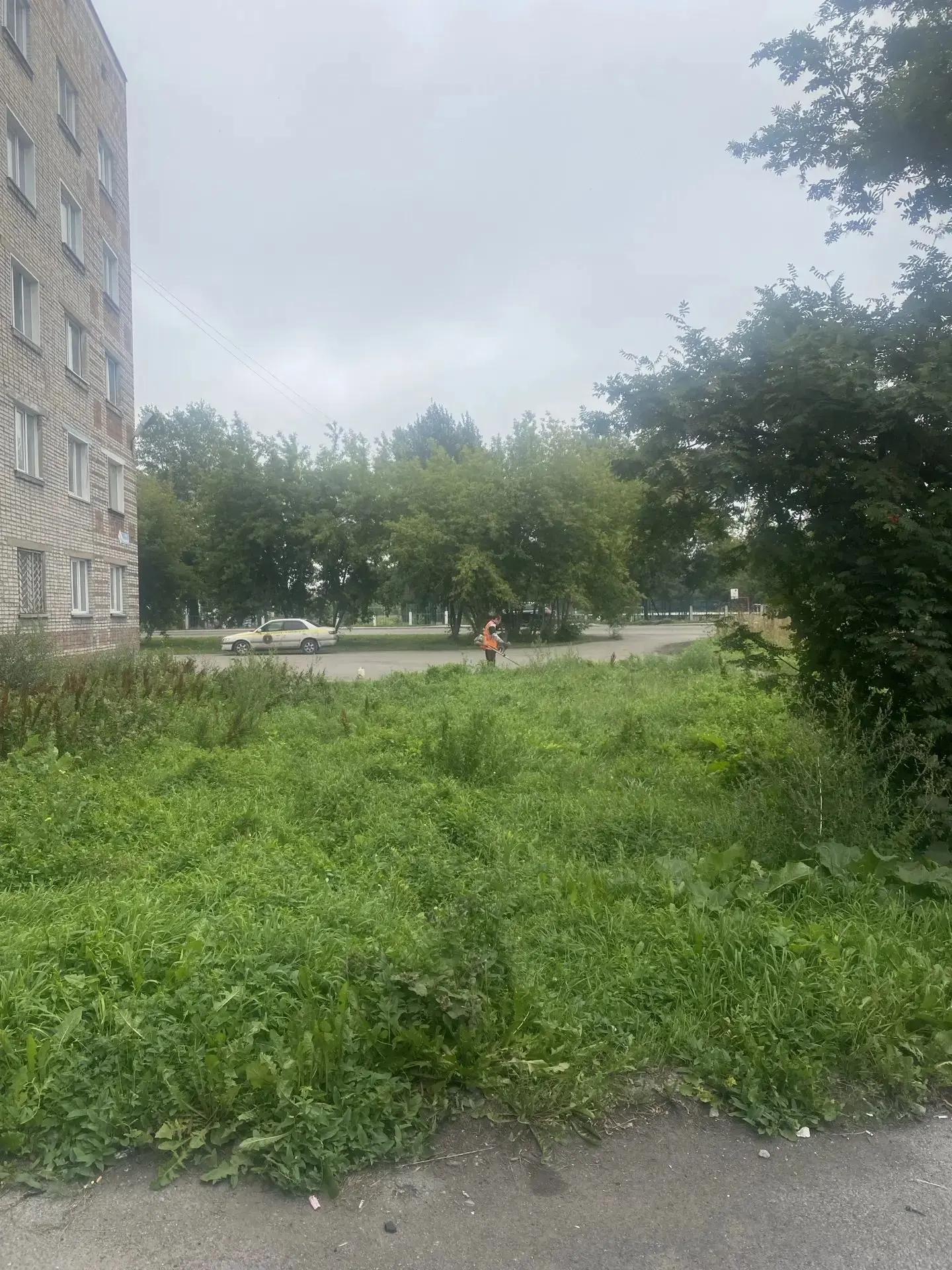 «Не только окос травы — но и о растениях и их свойствах»                               ...