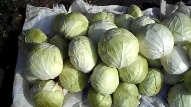 🥬 Марганцовка для КАПУСТЫ — и вредители не страшны
