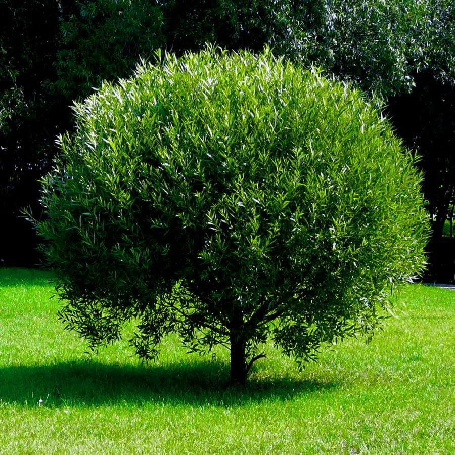 🌿 Откройте для себя уникальную Шаровидную иву! 🌳✨