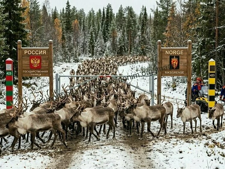 Олени из Норвегии: неожиданная миграция

Тридцать северных оленей из Норвегии оказались на территори