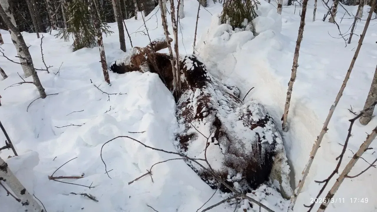 В Югре произошла трагедия: лось погиб из-за того, что проглотил тряпку. 😔