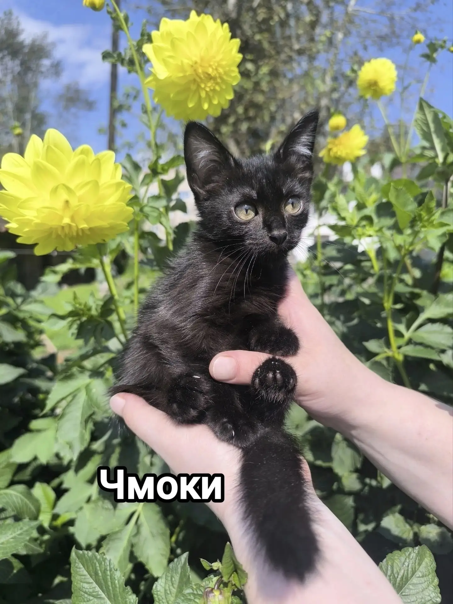 Пока четверо ее братьев уже празднуют новоселье, маленькая Чмоки всё ещё ждет 👀