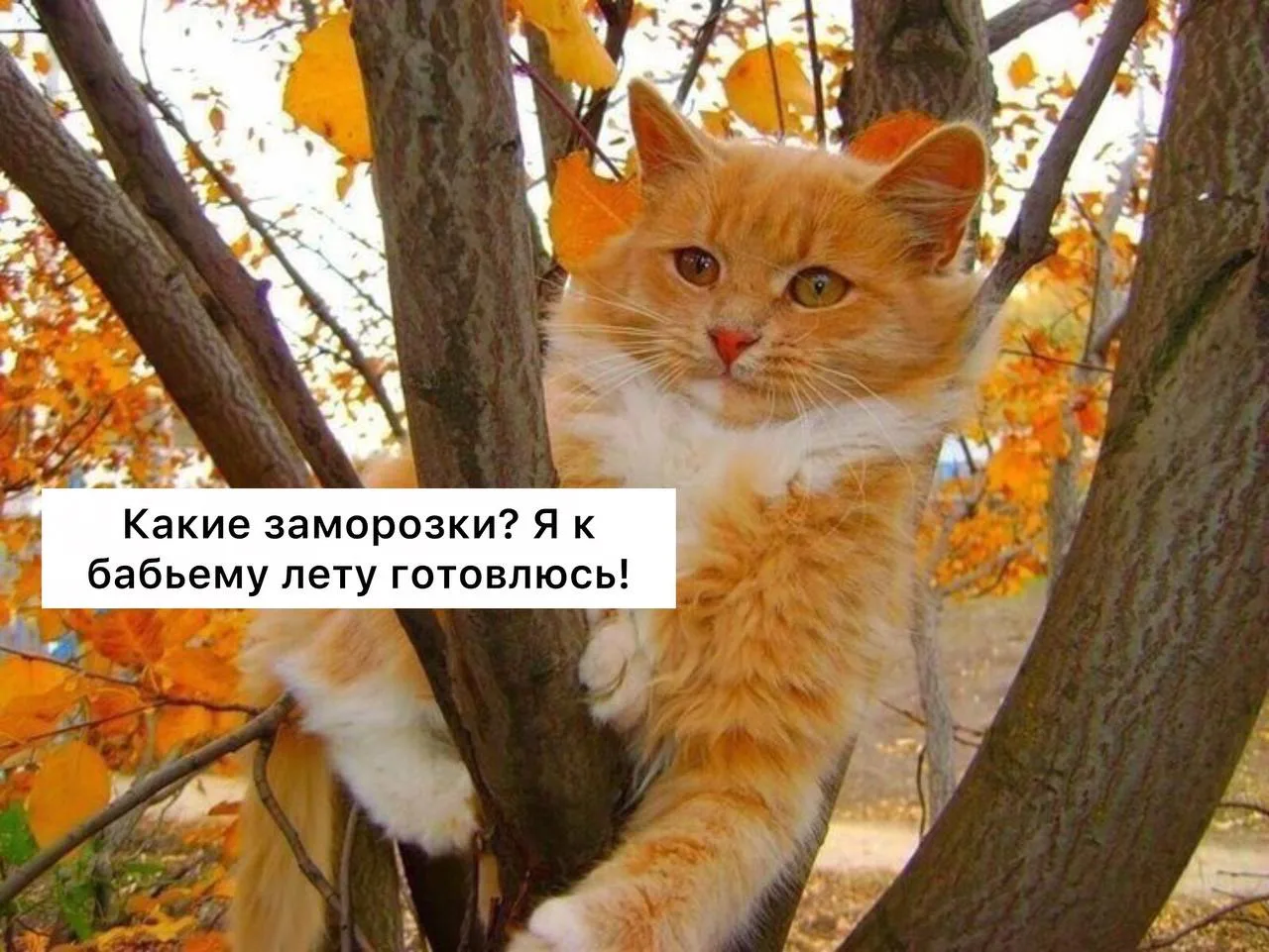 Добро утро