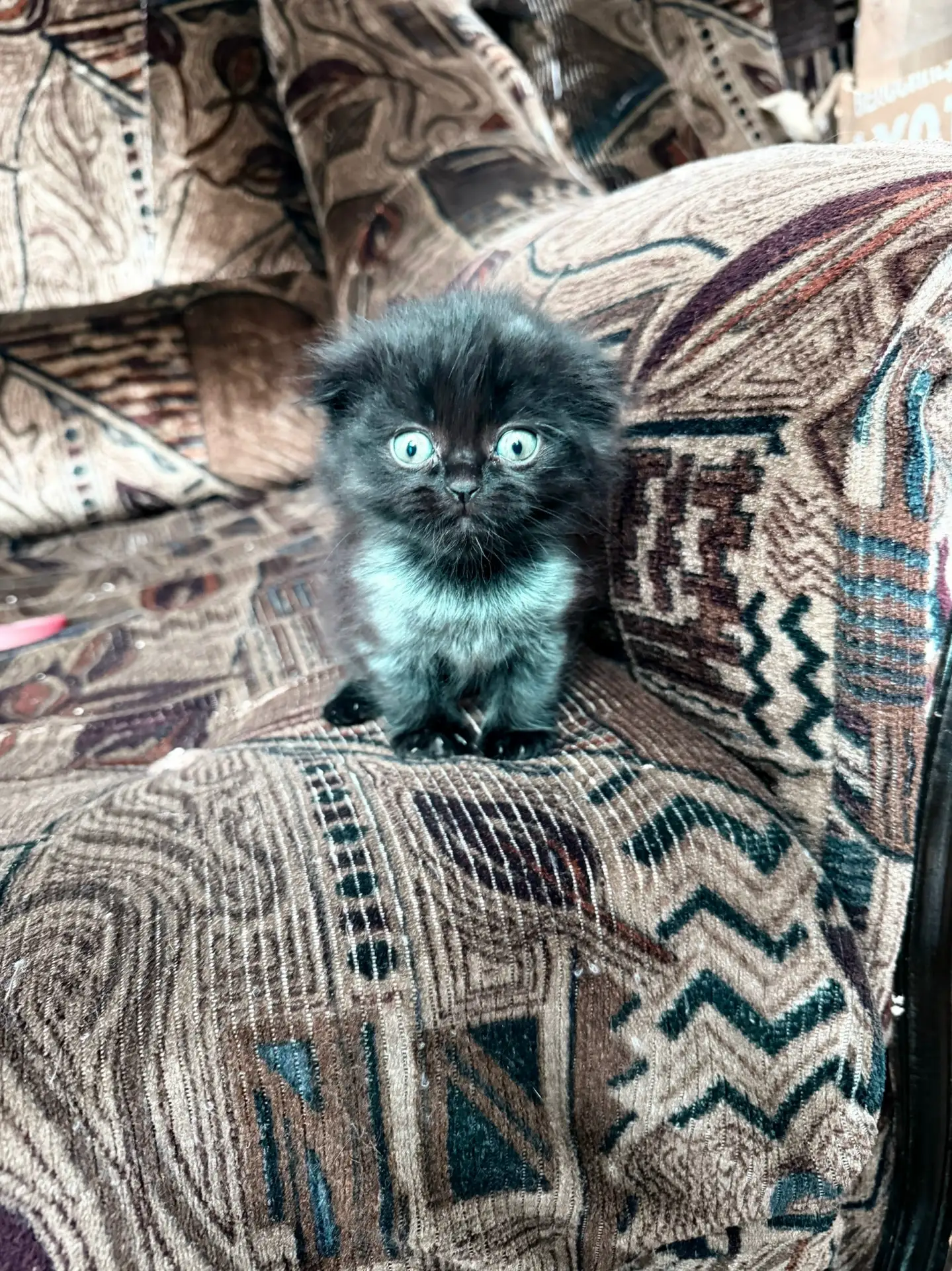 Отдам котят в добрые руки(обе девочки)