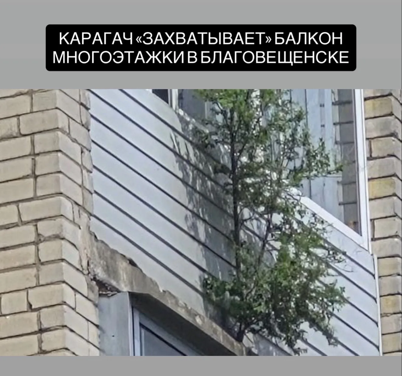 В Благовещенске на балконе пятого этажа выросло дерево