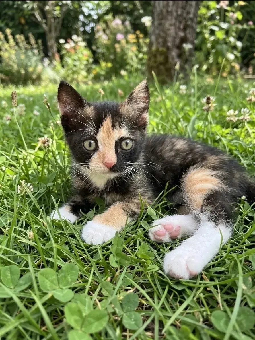 🐾 Знакомьтесь — Гизма, очаровательный трёхшёрстный котёнок! В меру спокойная и игривая девчушка😍🌸