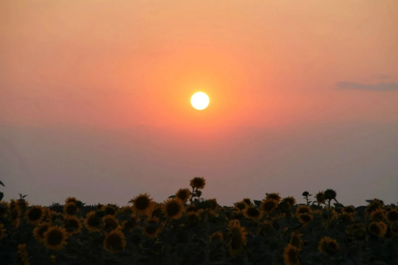 Доброе утро 🌻 🌅