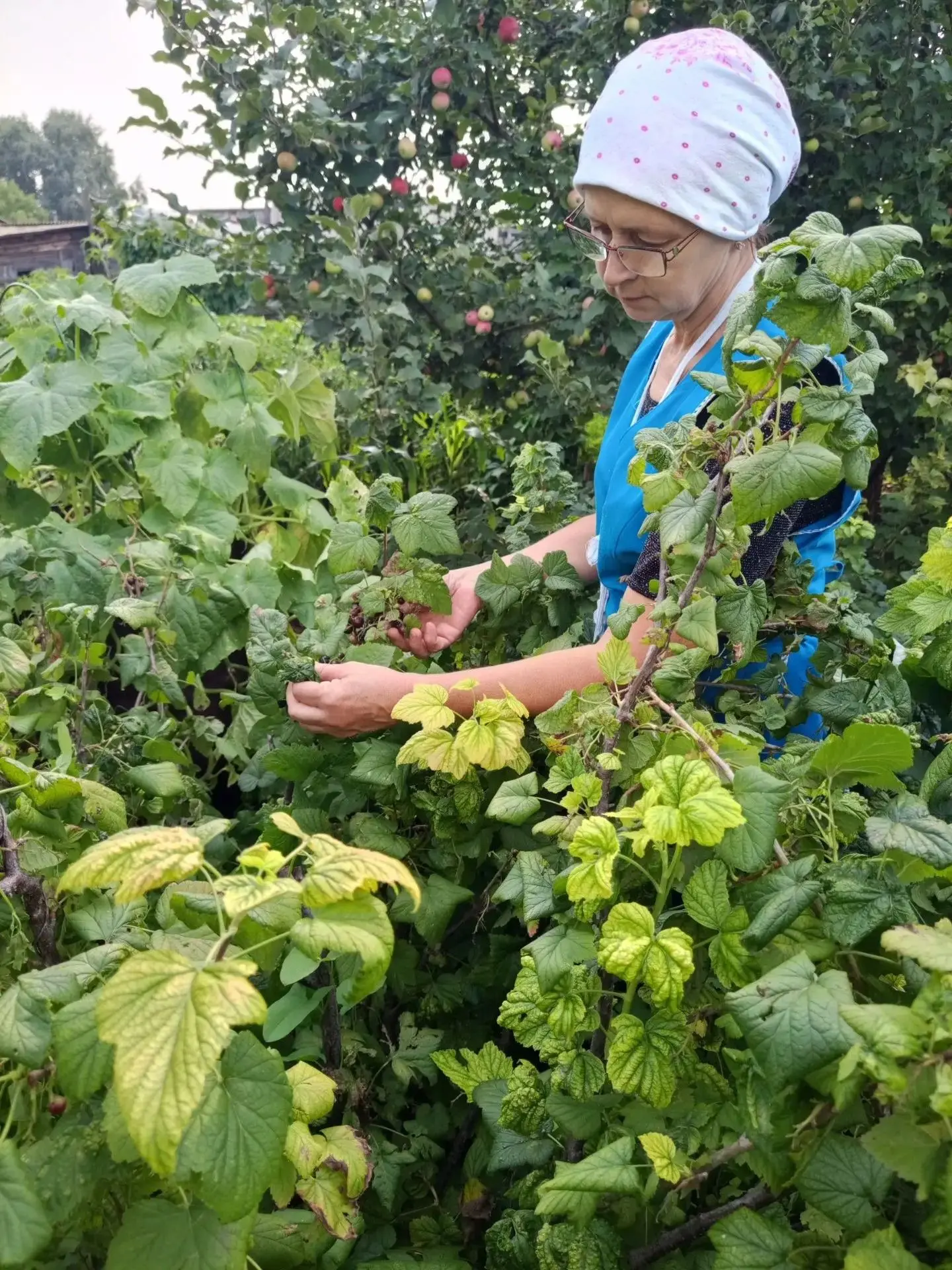 🍒В разгар ягодного сезона социальные работники отделения социального обслуживания на дому граждан п