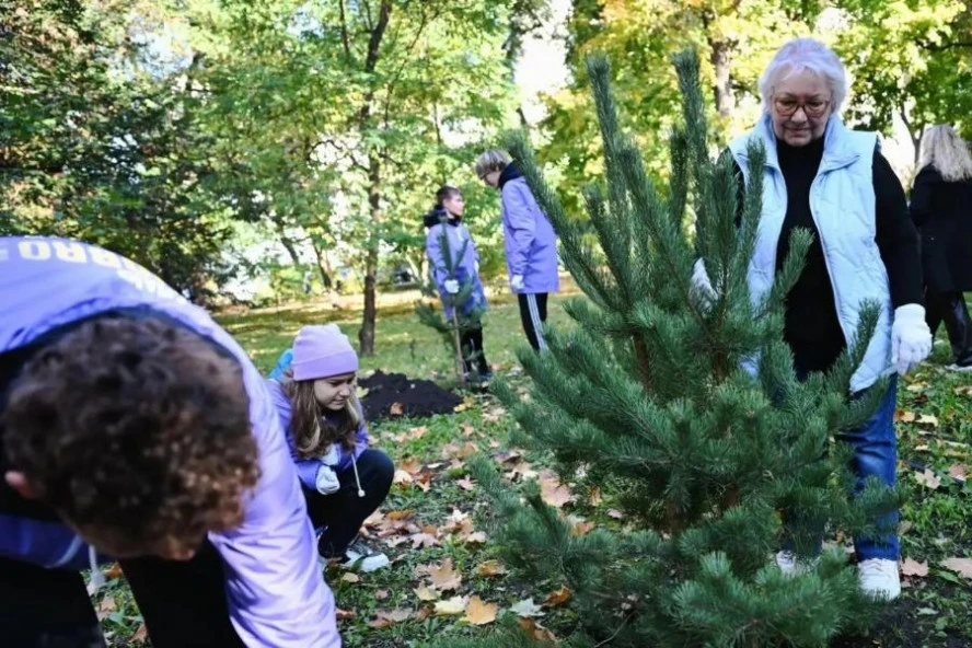 🌲 В парках Тамбова высадили молодые сосны